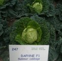 Kapusta Daphne 2500n