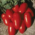 Pomidor Incas 1000n