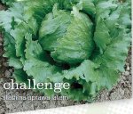 Sałata Challenge 5000n