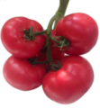 Pomidor Clarosa CLX37944 250n