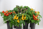Pomidor doniczkowy Oreto Patio Orange US 1518 100n