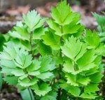 Lubczyk Lovage 500g