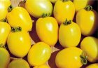 Pomidor Yellow River 2500n
