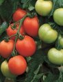 Pomidor Carmello 500N