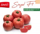 Pomidor Songul 250N
