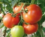 Pomidor Vitaliana 500n