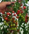 Pomidor Clavellina 100n