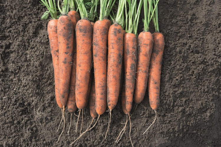 Marchew Norway 25T 1.8-2.0 Organic - Kliknij na obrazek aby go zamknąć