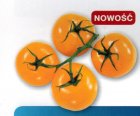 Pomidor Dulcia 500n