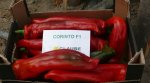Papryka Corinto 1000n