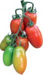 Pomidor Dartagnan 250n