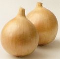 Cebula Burgos 250T