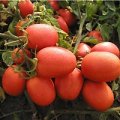 Pomidor Semaprim 1000n