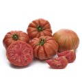 Pomidor Bocamegra 50n