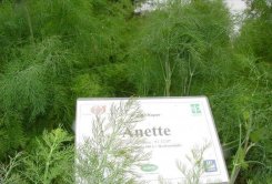 Koper Anette 250g