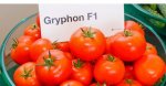 Pomidor Gryphon 500n