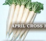 Rzodkiew April Cross 100g