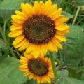 Słonecznik kwiatowy Sunstar typ Sunspot 1kg poj. niski