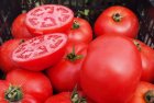 Pomidor Red Deuce 5000n