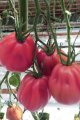 Pomidor Rosamunda 100n