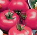 Pomidor Kanna 250n