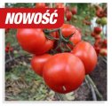 Pomidor Trioset 500n