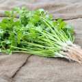 Kolendra Caribe 50g Organic