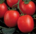 Pomidor Perfectpeel 1000n