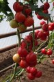 Pomidor Doufu 100n