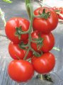 Pomidor Jairo 500n
