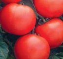Pomidor Mirsini 1000n