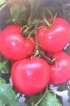 Pomidor Pink Bisou ( TTM-075 ) 250n