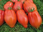 Pomidor Cabosse 250N