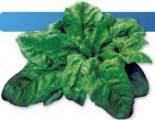 Szpinak Resistoflay 1kg