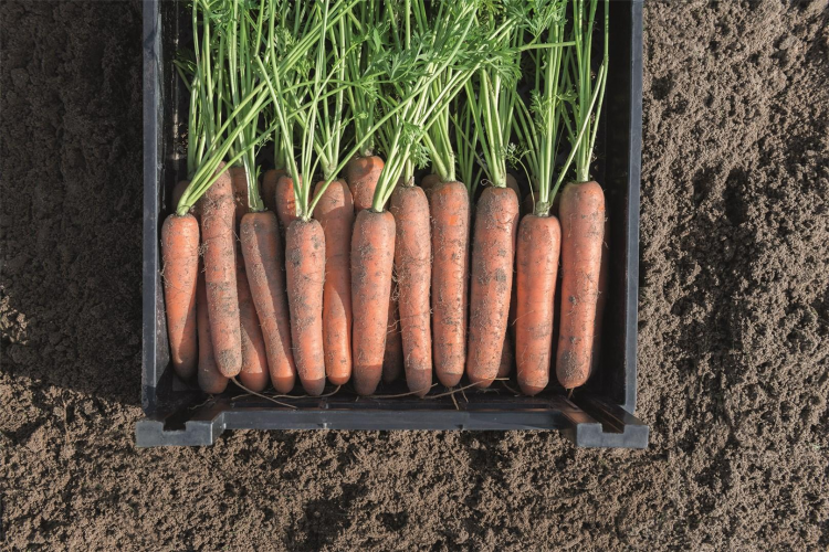 Marchew Naval 25T 1.8-2.0 Organic - Kliknij na obrazek aby go zamknąć