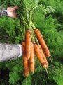 Marchew Berba 500g