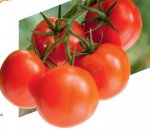 Pomidor Merlice 500n