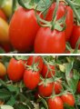 Pomidor Sanmino 1000n