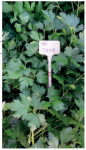 Pietruszka HE3709 100g
