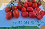 Pomidor Enotrio 10T