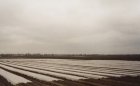 Agrowłóknina 19g 3.20m x 100mb