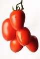 Pomidor CLX 37626 Tucano 250n