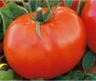 Pomidor Lianne 500N