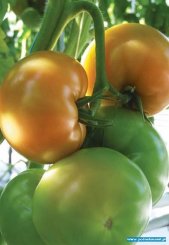 Pomidor Barteza 1000n