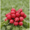 Rzodkiewka Jostar 100T 2.75-3.00