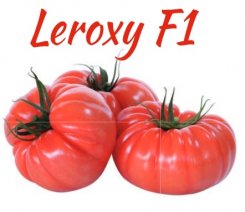 Pomidor Leroxy - Tobrossa 500n