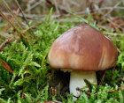 Grzybnia Maślak Zwyczajny 10G
