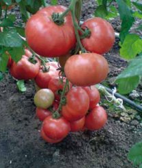 Pomidor Esmira 500n