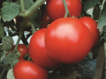 Pomidor Rediana 5000n