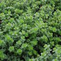 Oregano 100g